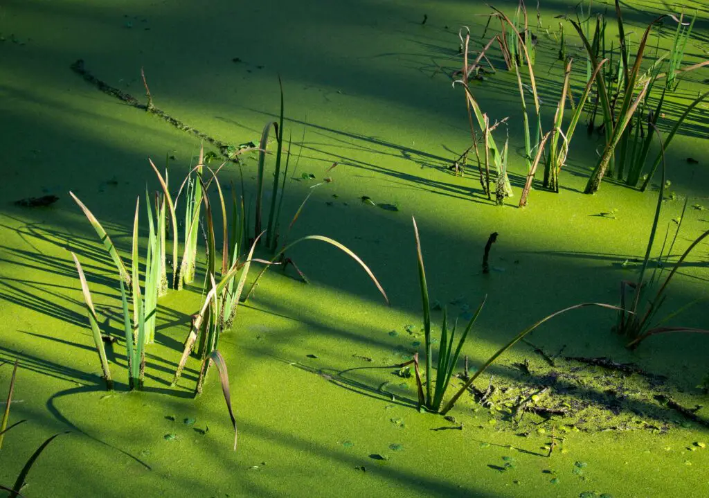 Green water plants emerging from a green pond full of algae.