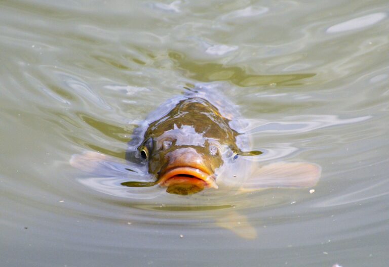 A shiny, healthy common carp peeking out through the water surfaces.