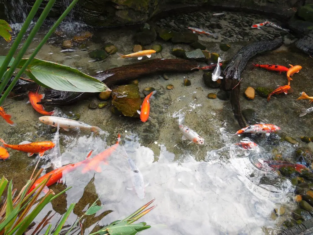 Colorful, healthy koi carps swimming in a natural looking pond.