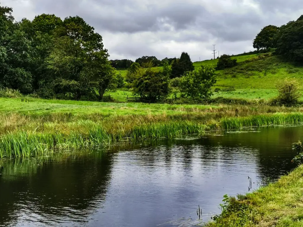 A view of a pond among green grass and trees.