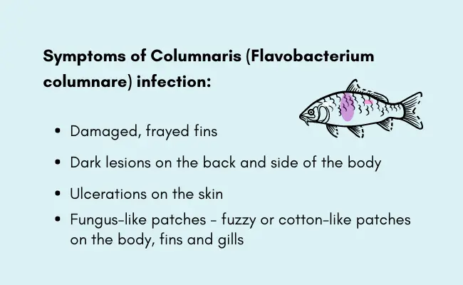 A graphic with listed symptoms of columnaris, with a small carp drawing that presents the symptoms.