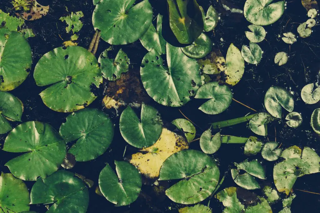 Green water plant leaves, aquatic vegetation on water surface, seen from above.