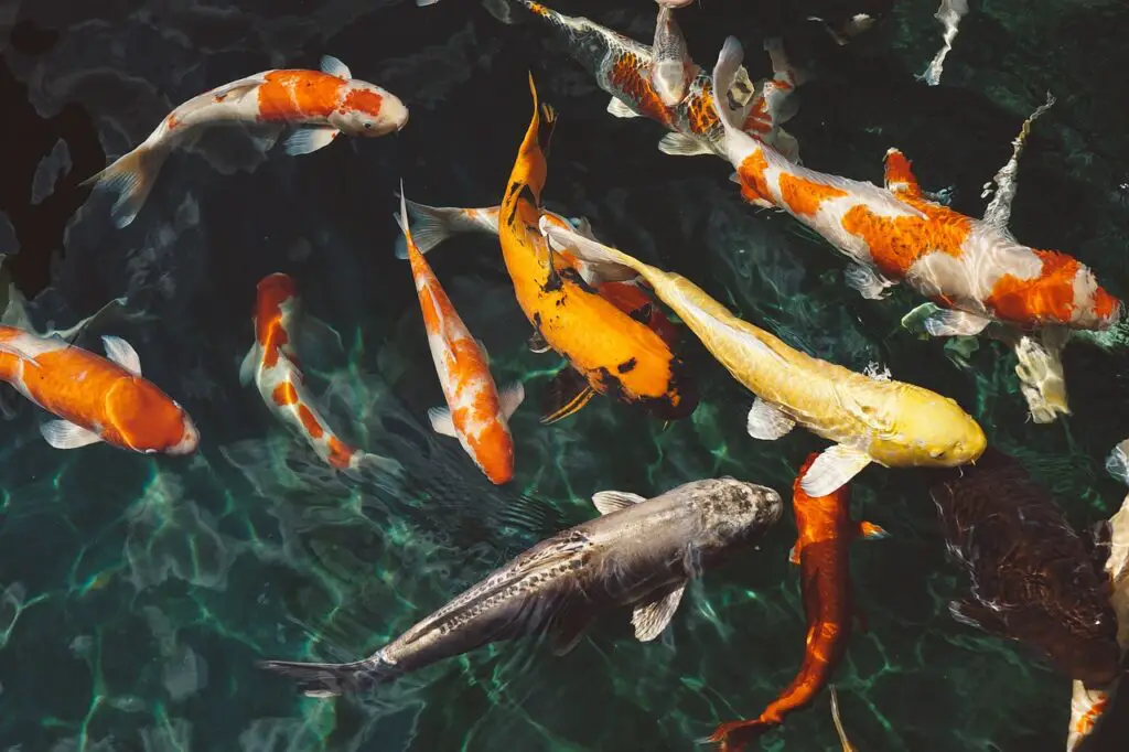 Colorful koi fish in clear pond water.