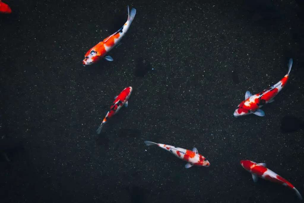 Five colorful koi carps swimming in a clear pond with a very dark bottom, seen from above. Photo by Masaaki Komori on Unsplash.