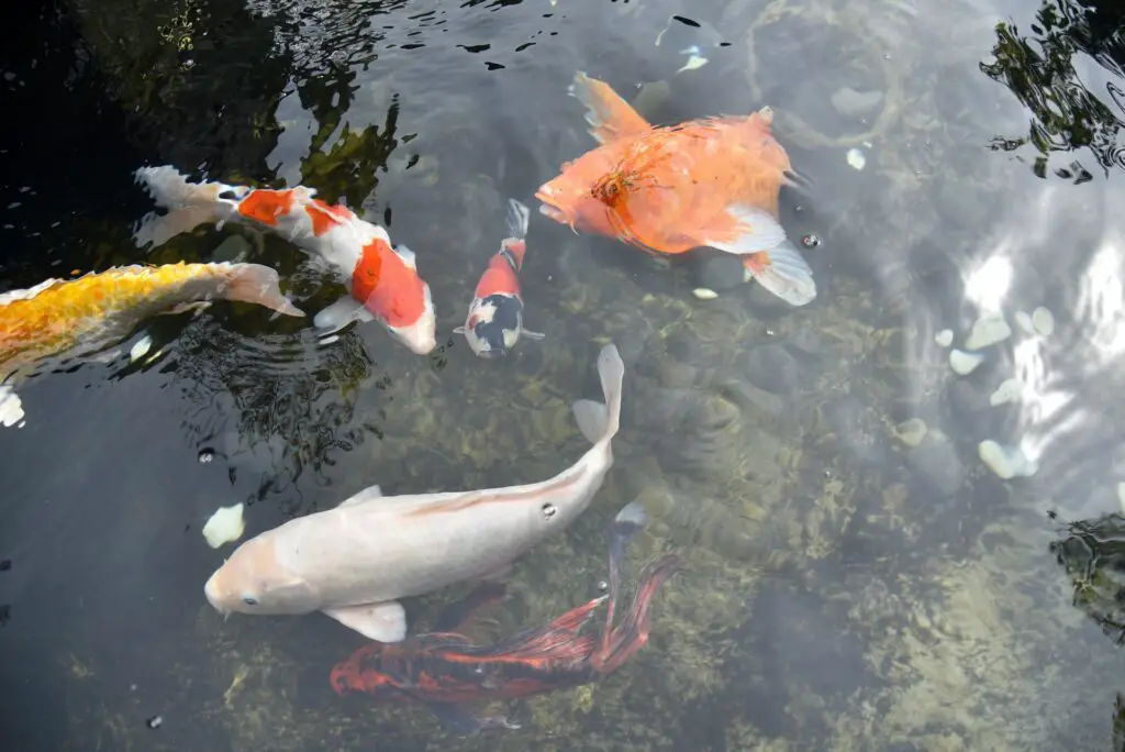 Six colorful koi carps swimming close to the water surface in a pond. Photo by novila misastra Unsplash.