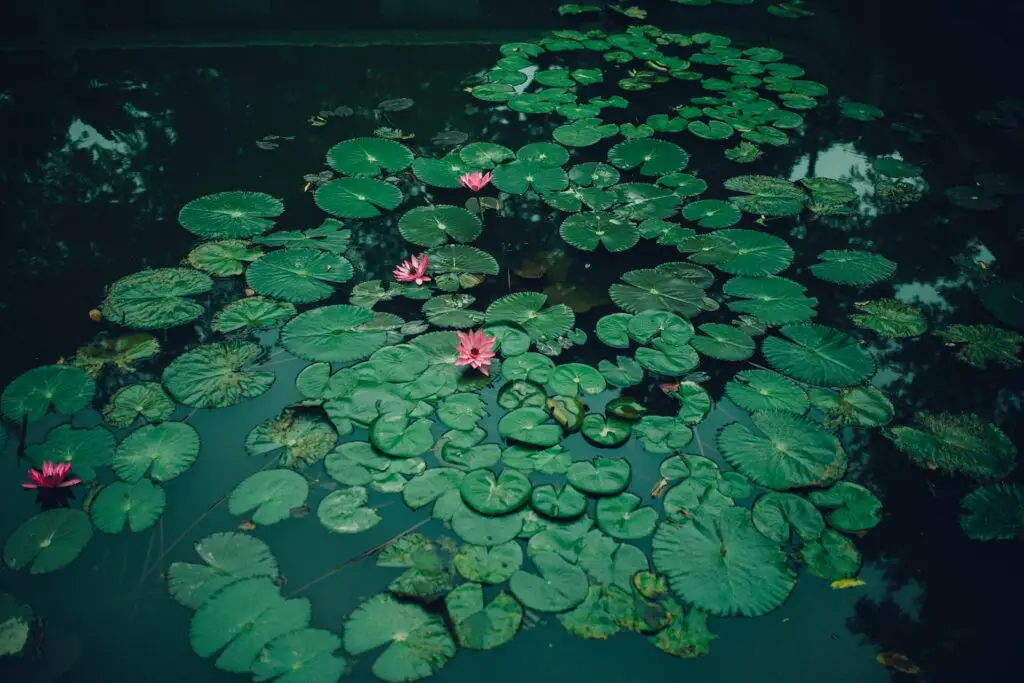 Darkish picture of water lilies leaves and a few pinkish flowers on a calm water surface of a pond or a lake.