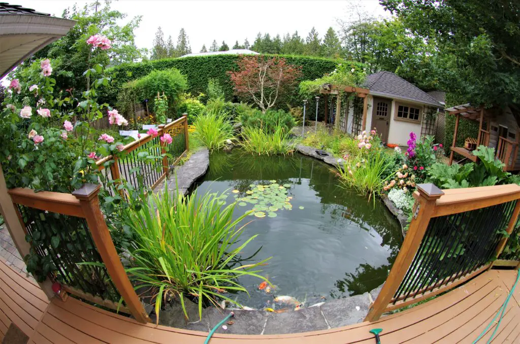 A picture of a backyard pond made with a fisheye lens.