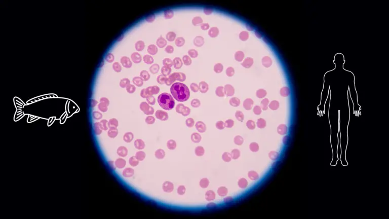 Graphi presenting a fish and a human outline, with a microscopic view of a blood smear with neutrophils and erythrocytes.