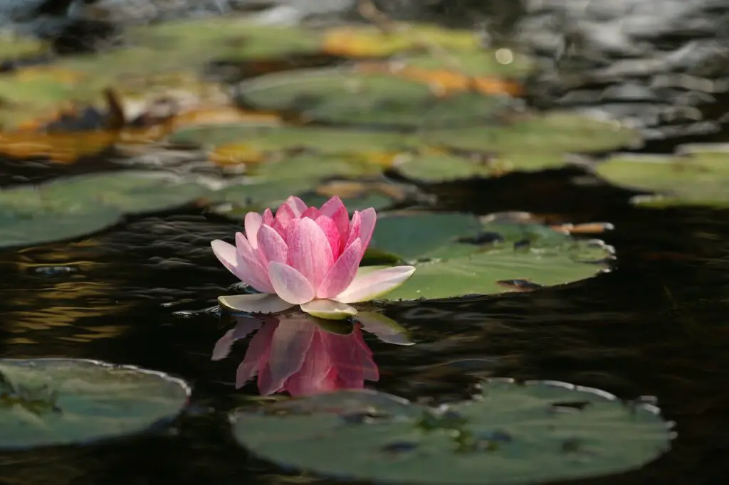 flower, lotus, lilly,edible water plant.jpg