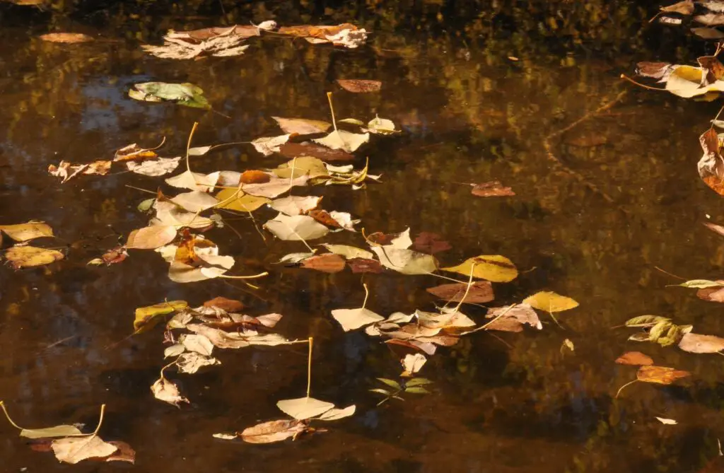 Fallen yellowish leaves in water.