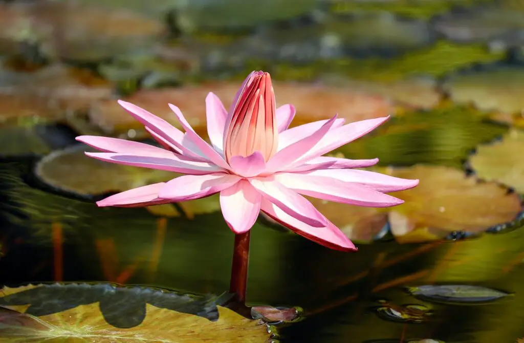 water lily, flower, lily pads-2504842.jpg