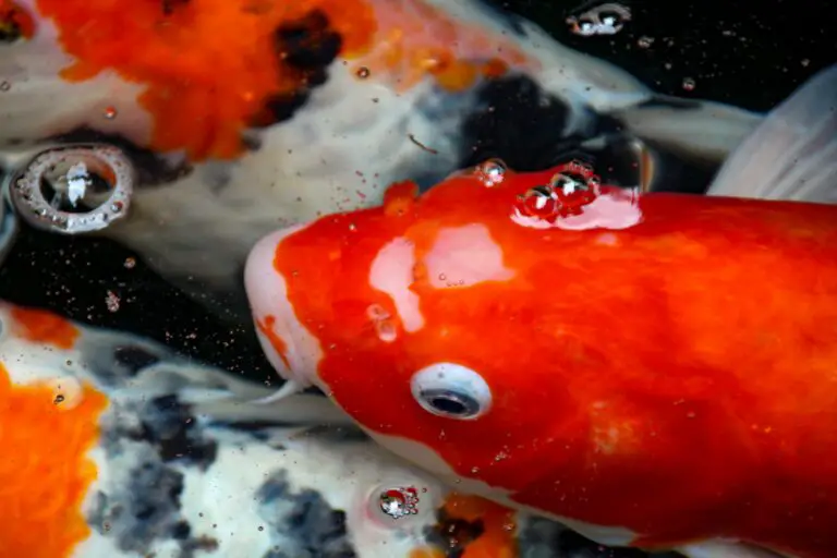 Closeup of koi carps, with eyes and barbels clearly visible
